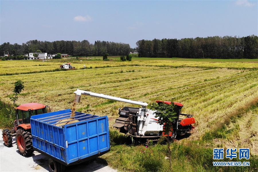 （新華全媒頭條&middot;圖文互動(dòng)）（9）天道酬勤的大地贊歌&mdash;&mdash;寫在第三個(gè)中國農(nóng)民豐收節(jié)之際