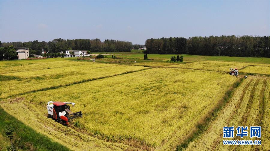 （新華全媒頭條&middot;圖文互動(dòng)）（11）天道酬勤的大地贊歌&mdash;&mdash;寫在第三個(gè)中國農(nóng)民豐收節(jié)之際