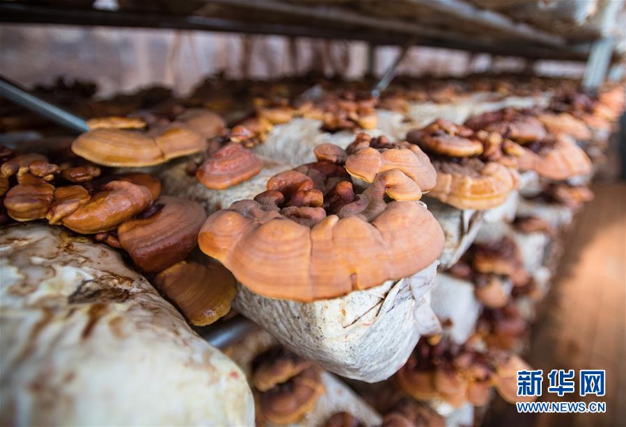 （新華全媒頭條&middot;走向我們的小康生活&middot;圖文互動）（4）特殊之年，荊楚大地書寫不平凡的答卷