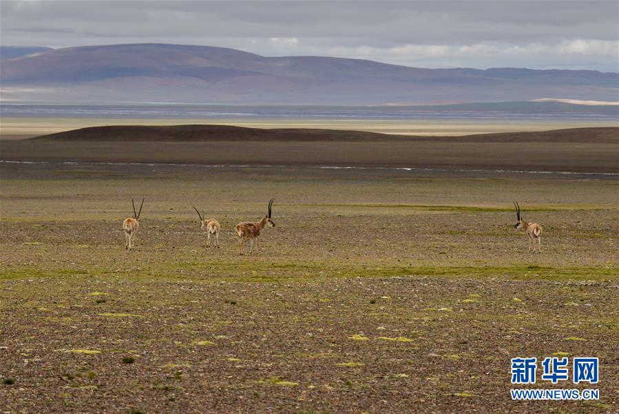 （新華全媒頭條&middot;走向我們的小康生活&middot;決戰(zhàn)決勝脫貧攻堅&middot;圖文互動）（4）兩次遷徙&ldquo;搬窮&rdquo;記&mdash;&mdash;海拔最高縣雙湖的&ldquo;戰(zhàn)貧故事&rdquo;