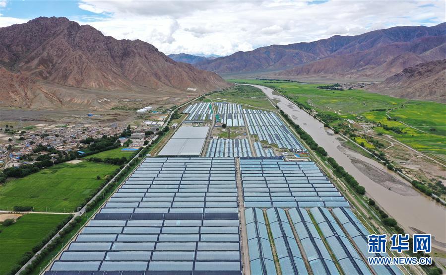 （走向我們的小康生活&middot;決戰(zhàn)決勝脫貧攻堅(jiān)&middot;圖文互動）（2）高原喜見&ldquo;壽光綠&rdquo;&mdash;&mdash;&ldquo;世界屋脊&rdquo;上的蔬菜發(fā)展奇跡