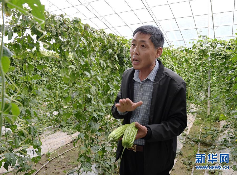 （走向我們的小康生活&middot;決戰(zhàn)決勝脫貧攻堅(jiān)&middot;圖文互動）（4）高原喜見&ldquo;壽光綠&rdquo;&mdash;&mdash;&ldquo;世界屋脊&rdquo;上的蔬菜發(fā)展奇跡