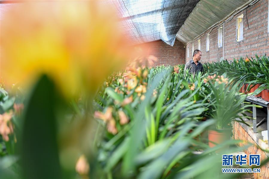 （決戰(zhàn)決勝脫貧攻堅&middot;圖文互動）（1）君子蘭在脫貧攻堅戰(zhàn)場上&ldquo;綻放&rdquo;