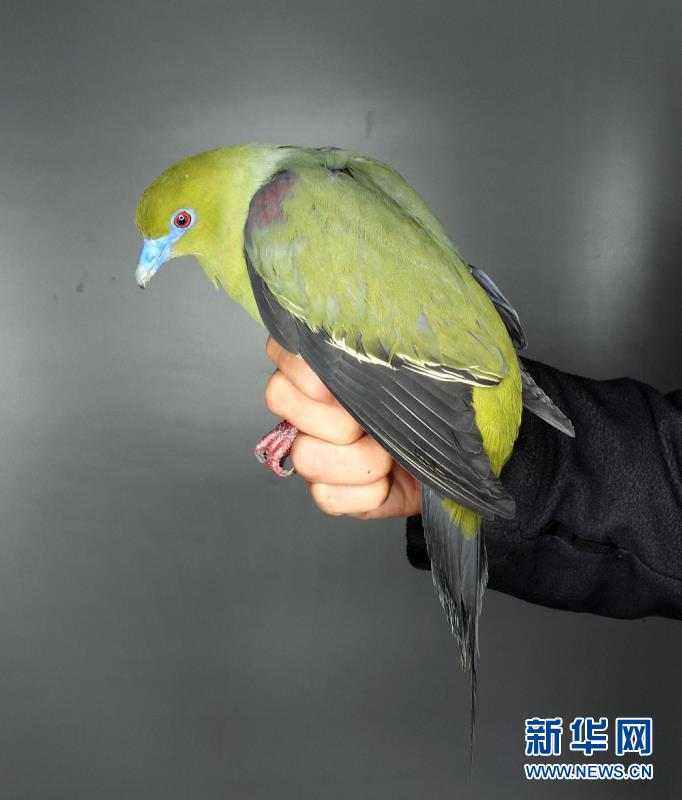 (圖文互動(dòng))(3)云南無量山發(fā)現(xiàn)白腹針尾綠鳩