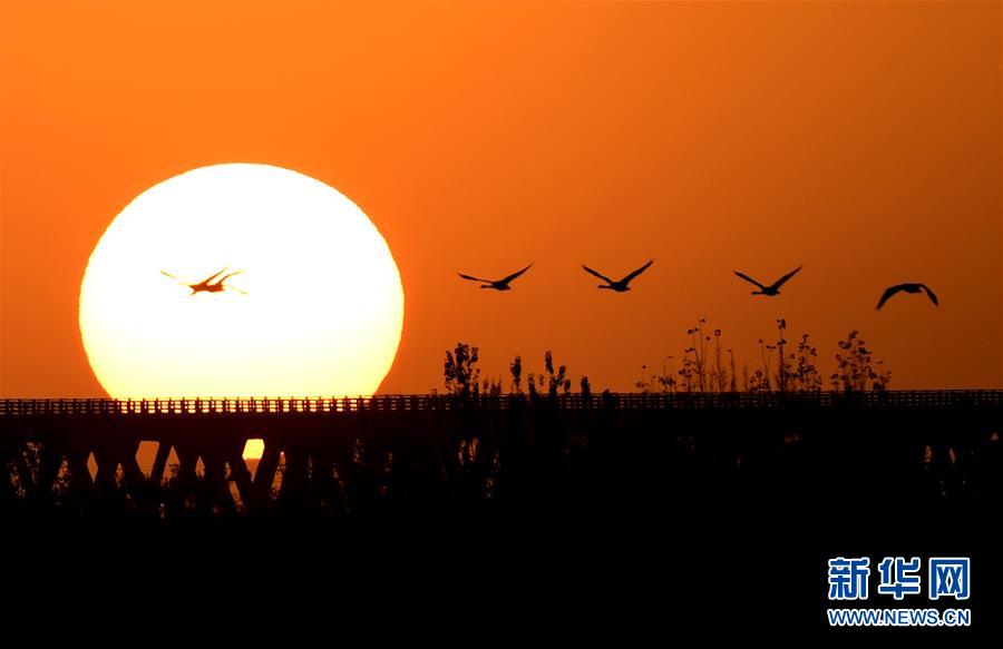 （新華全媒頭條&middot;圖文互動）（5）從&ldquo;四亂&rdquo;突出到生態(tài)修復(fù) 黃河漸成中原&ldquo;綠飄帶&rdquo;