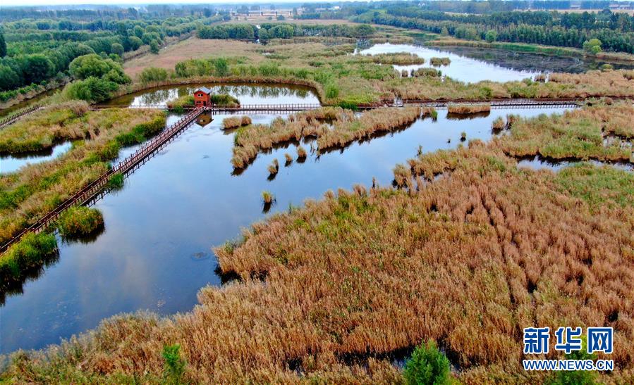 （新華全媒頭條&middot;圖文互動）（13）從&ldquo;四亂&rdquo;突出到生態(tài)修復(fù) 黃河漸成中原&ldquo;綠飄帶&rdquo;