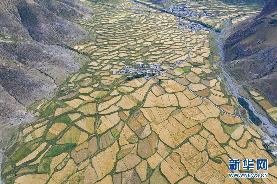 (新華全媒頭條·圖文互動(dòng))(9)愿做高原一粒種 化作金穗撒人間——追記我國(guó)青稞研究專家尼瑪扎西