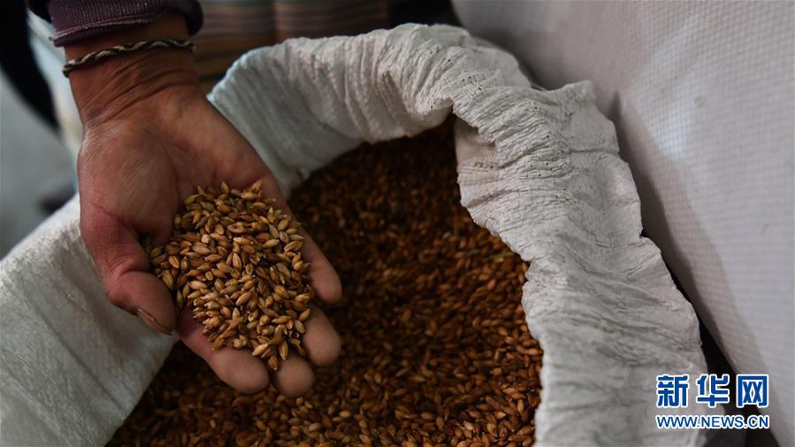 (新華全媒頭條·圖文互動(dòng))(11)愿做高原一粒種 化作金穗撒人間——追記我國(guó)青稞研究專家尼瑪扎西