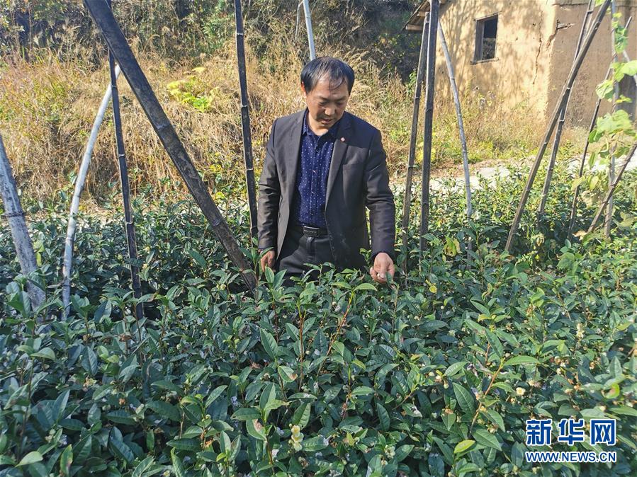 (決戰(zhàn)決勝脫貧攻堅·圖文互動)(2)咬定“茶”山不放松——安徽大別山區(qū)石佛村依靠茶產(chǎn)業(yè)脫貧致富見聞