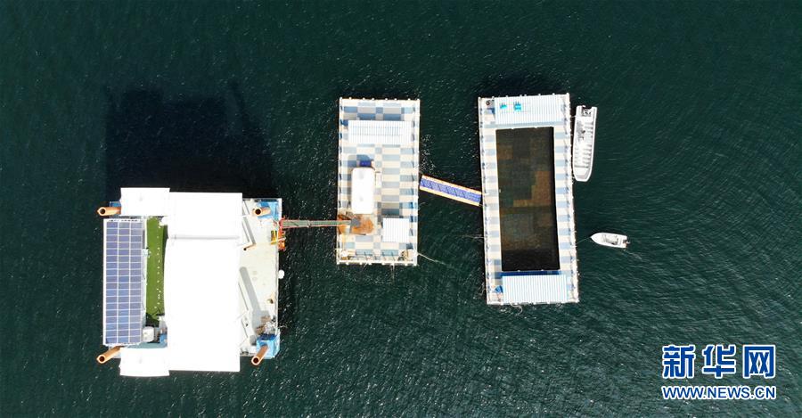 （新華全媒頭條&middot;圖文互動(dòng)）（8）&ldquo;拔&rdquo;海起牧場(chǎng) &ldquo;耕&rdquo;海新牧歌