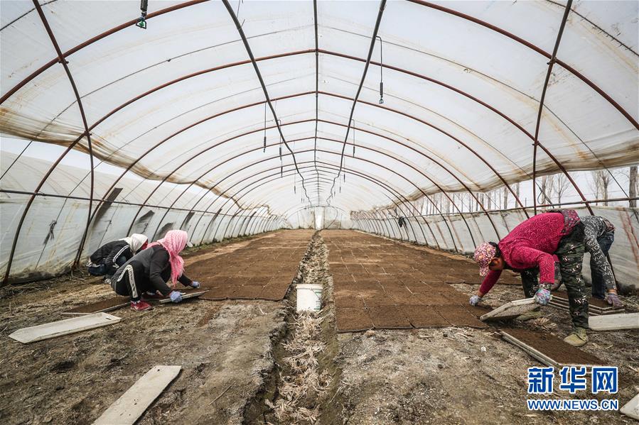 (在習(xí)近平新時(shí)代中國(guó)特色社會(huì)主義思想指引下——新時(shí)代新作為新篇章·習(xí)近平總書記關(guān)切事·圖文互動(dòng))(6)春耕忙 信心足——谷雨時(shí)節(jié)走馬東北直擊糧事