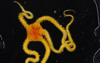 &ldquo;發(fā)現&rdquo;號在西太平洋采集到海蛇尾