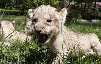 貴陽(yáng)：獅子&ldquo;兄弟&rdquo;組團(tuán)賣(mài)萌