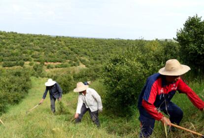 &ldquo;一畝油茶百斤油，又娶媳婦又蓋樓&rdquo;&mdash;&mdash;河南光山走上生態(tài)富民路