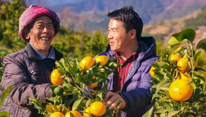 扶貧相冊(cè)&mdash;&mdash;老窩來(lái)了位&ldquo;柑橘博士&rdquo;