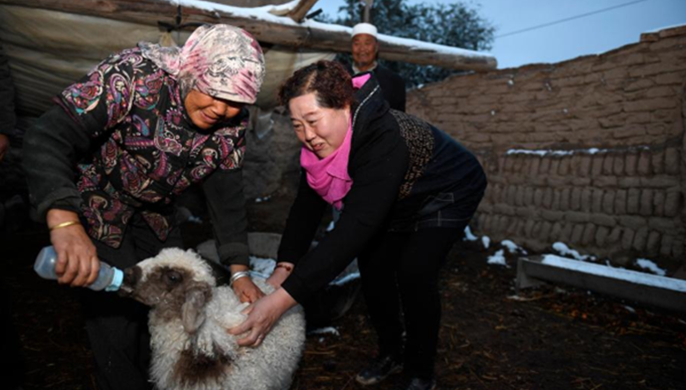 脫貧路上&ldquo;她&rdquo;力量：旱塬上飛來(lái)&ldquo;海燕&rdquo;