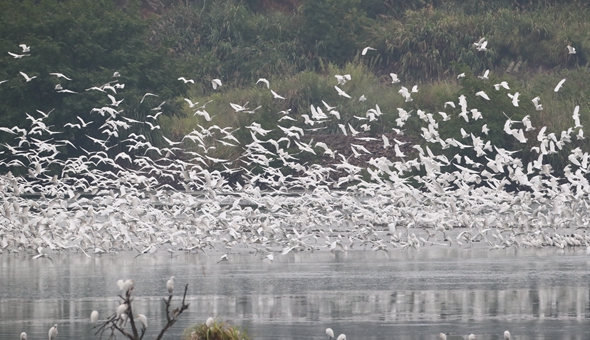 山清水秀候鳥(niǎo)歸&mdash;&mdash;&ldquo;護(hù)鳥(niǎo)營(yíng)&rdquo;的新年守望