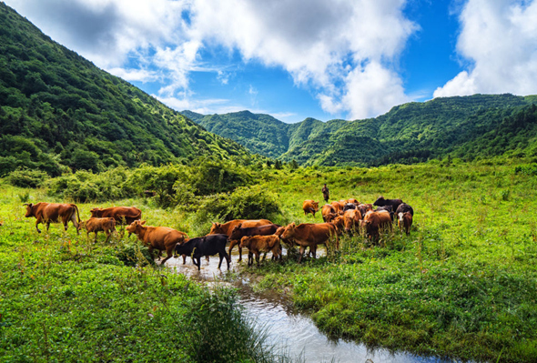 從&ldquo;耍耍牛&rdquo;到&ldquo;致富牛&rdquo;&mdash;&mdash;牛年看牛鄉(xiāng)的&ldquo;脫貧密碼&rdquo;