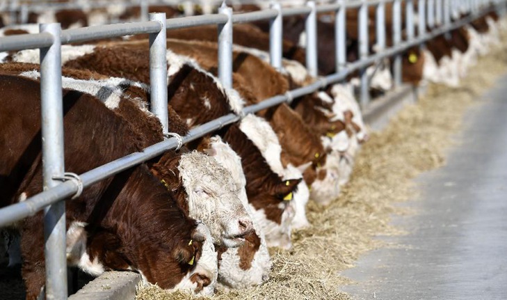 塞上&ldquo;五牛圖&rdquo;繪就鄉(xiāng)村振興新氣象