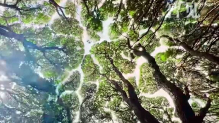 樹木為何會相互“禮讓”？