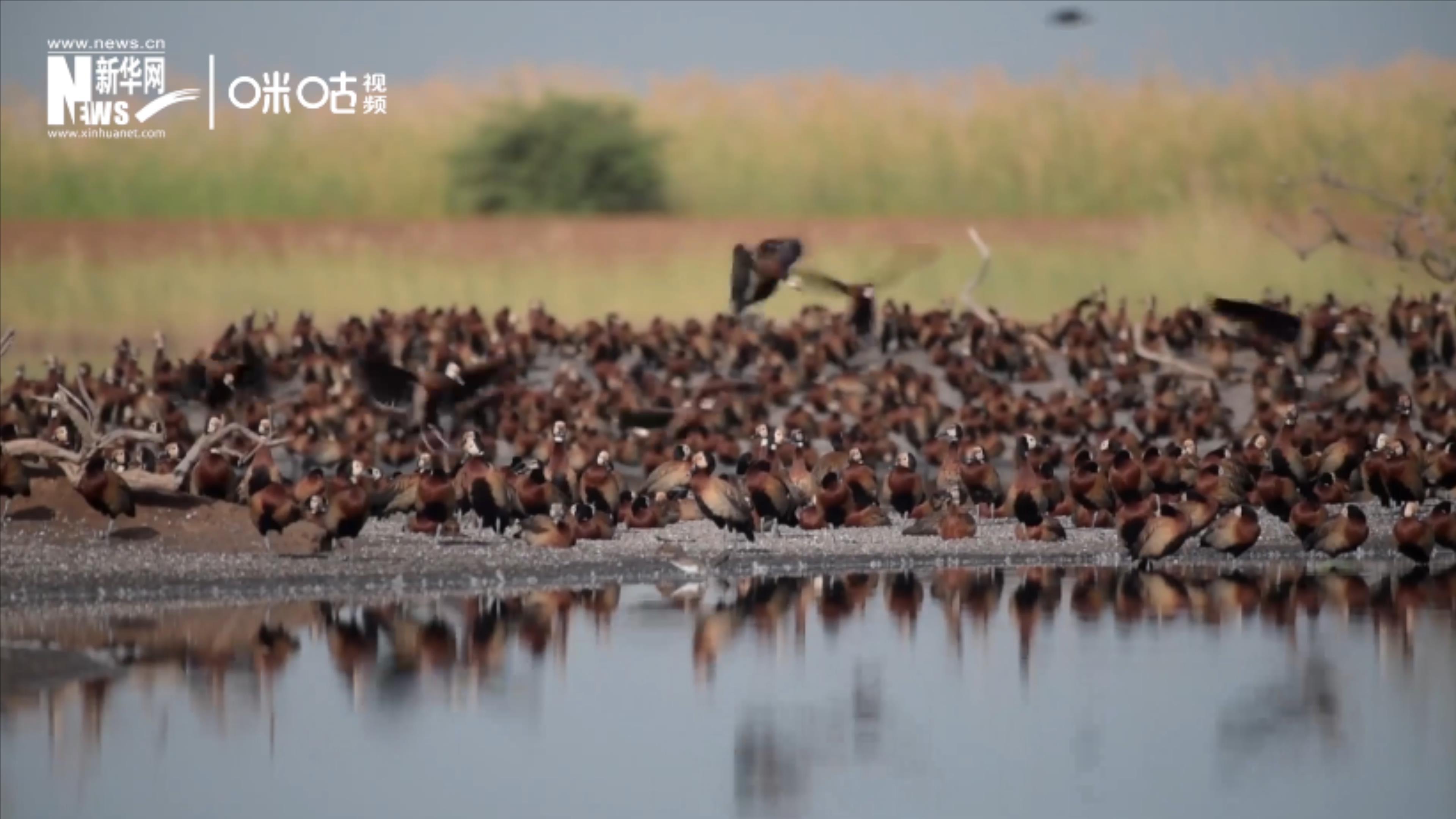 候鳥將人類、生態(tài)系統(tǒng)和世界各國連在一起