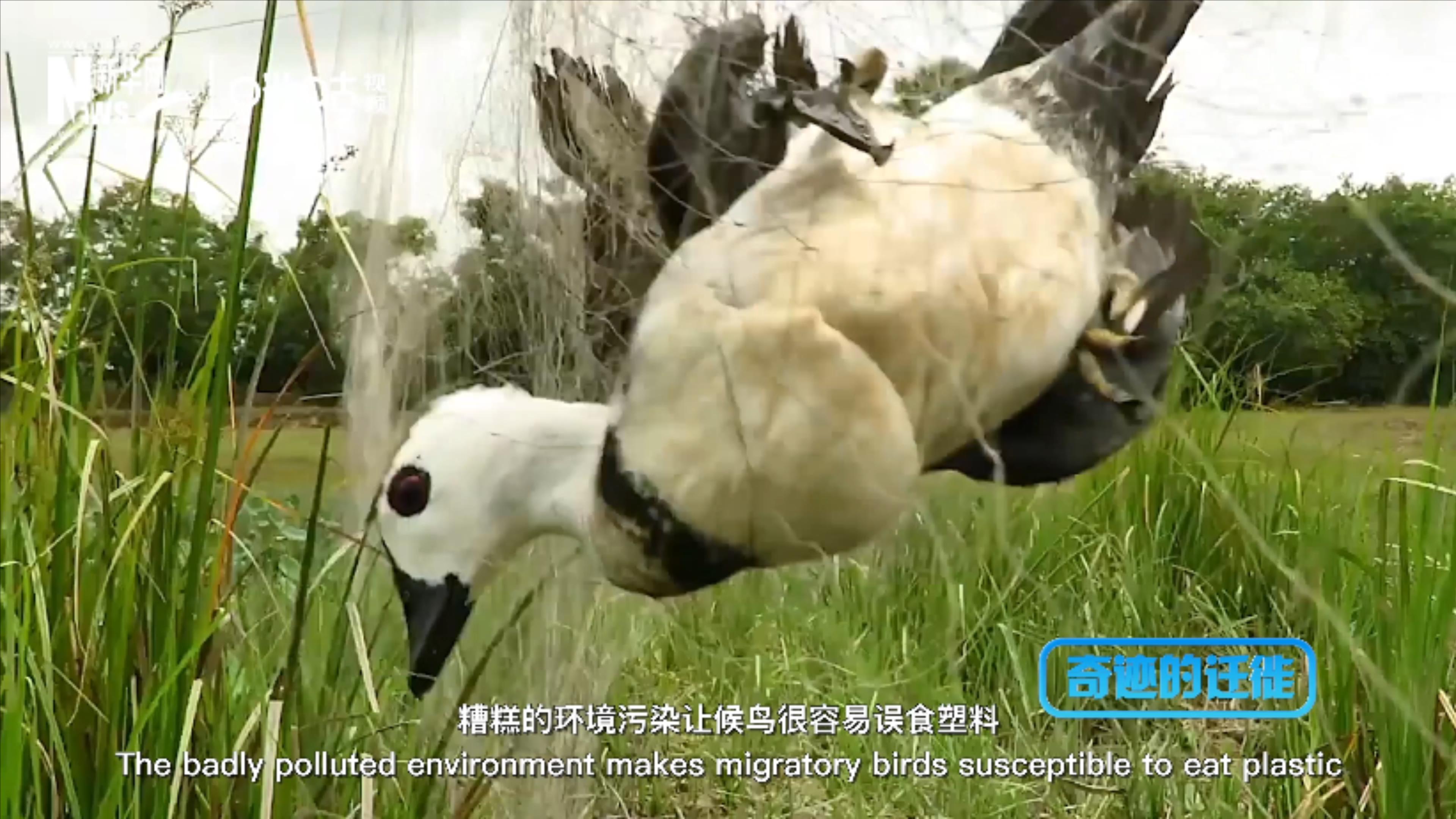 棲息地減少、環(huán)境污染、捕殺正威脅著候鳥的生存