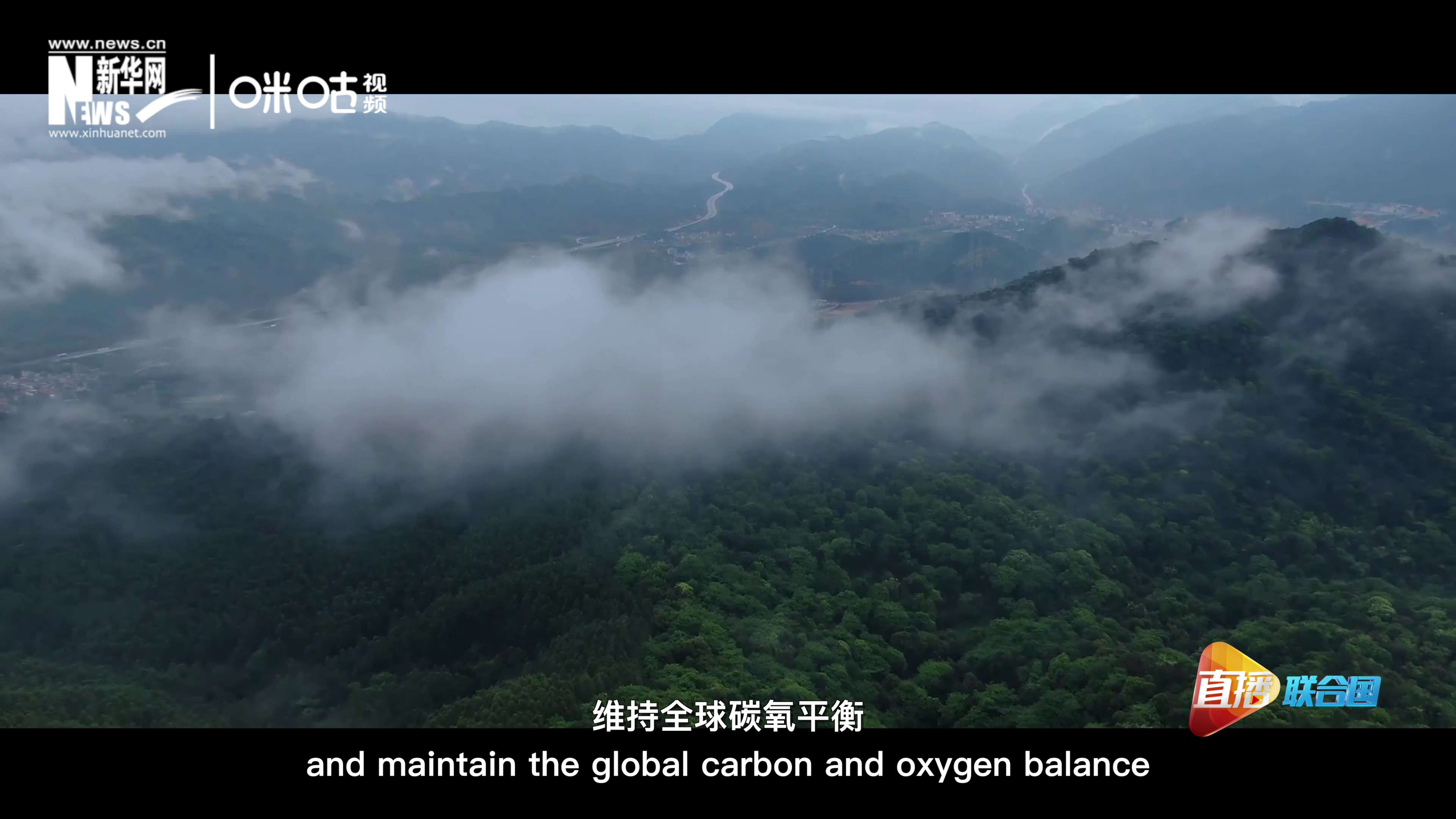 森林的碳匯可以協(xié)助減緩氣候變化，維持全球碳氧平衡