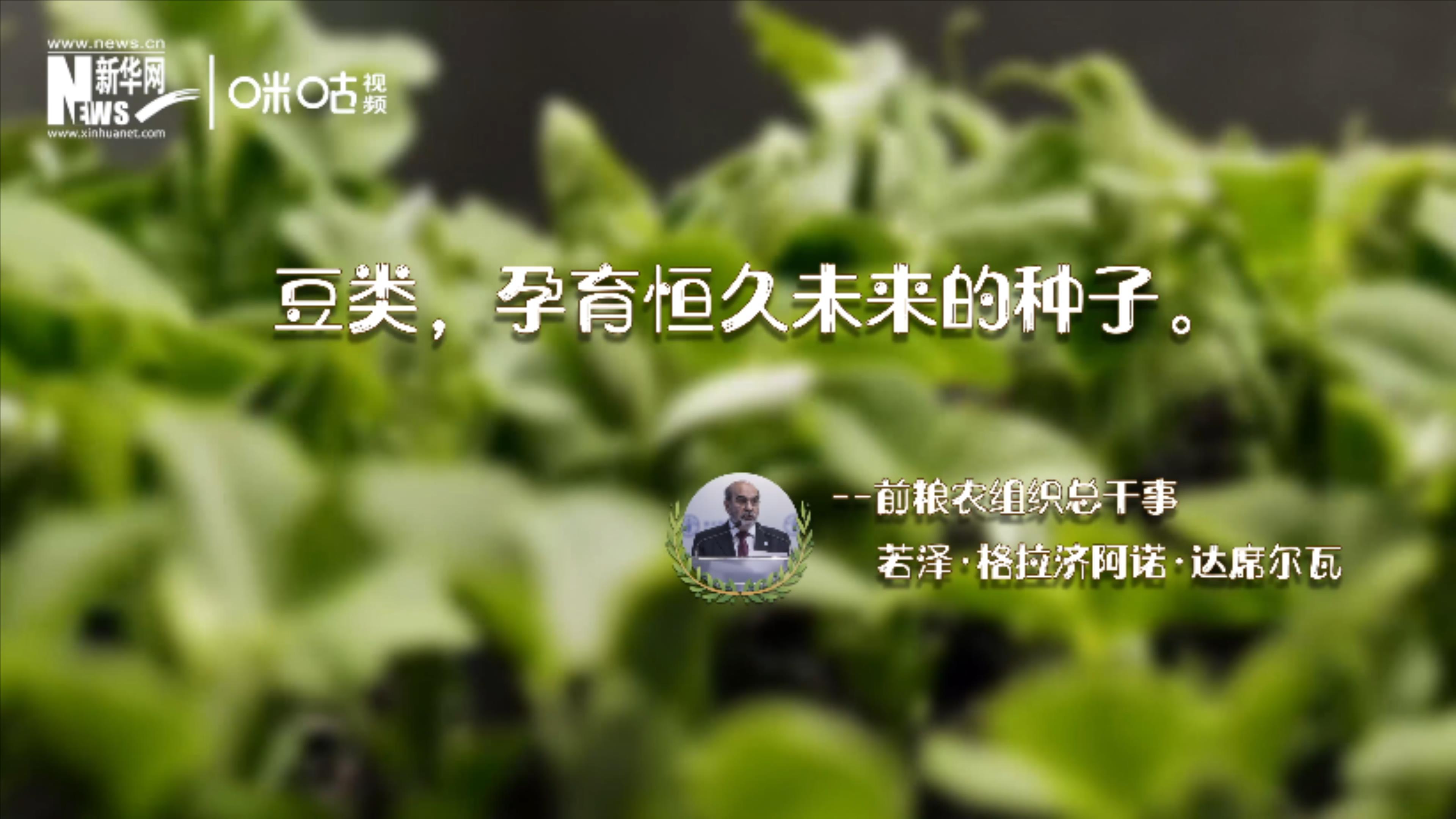 豆類，孕育恒久未來的種子