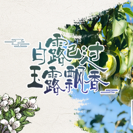 白露已過，玉露飄香