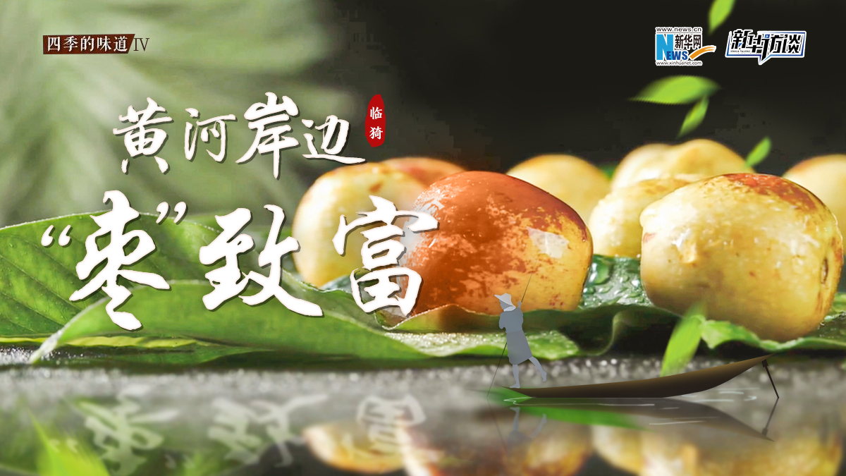 黃河岸邊&ldquo;棗&rdquo;致富