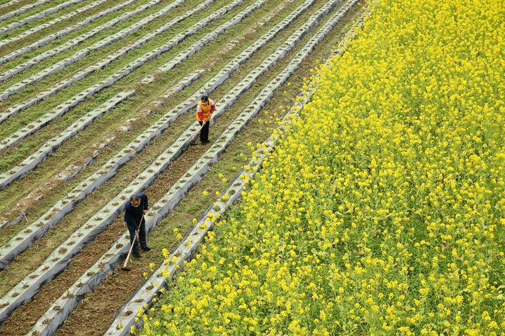 新華社評論員:防疫不誤農時，固本首在&ldquo;三農&rdquo;