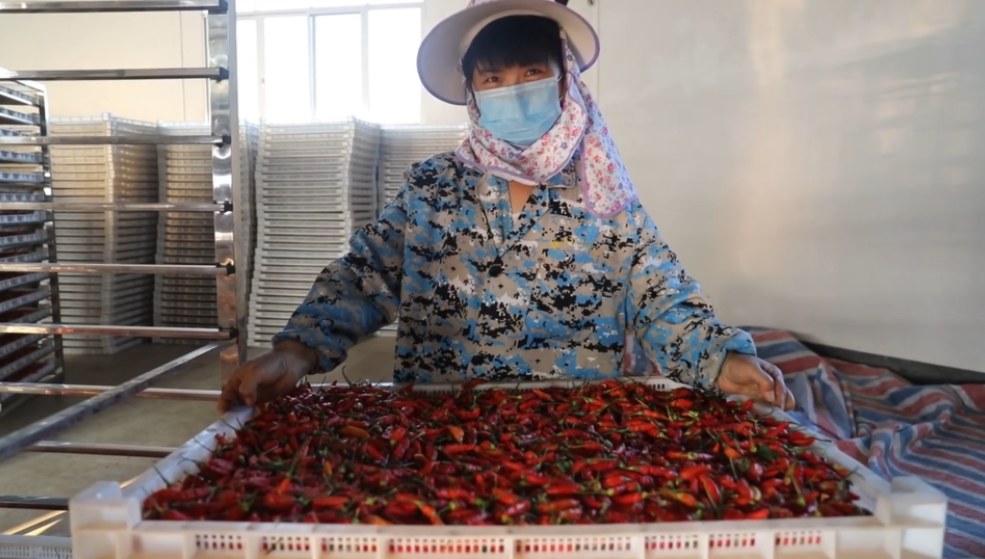 你怎么&ldquo;辣&rdquo;么好看！小辣椒映紅脫貧路