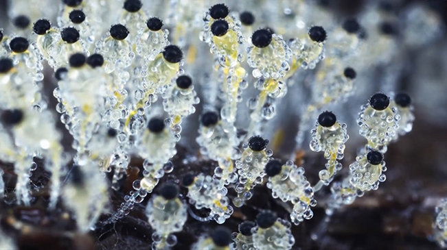 太美了！90后姑娘拍下微觀菌類(lèi)世界