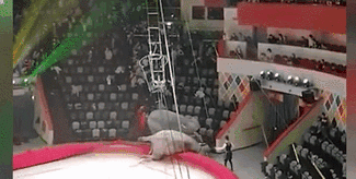 意外！場面失控 俄馬戲團(tuán)大象踩踏觀眾席