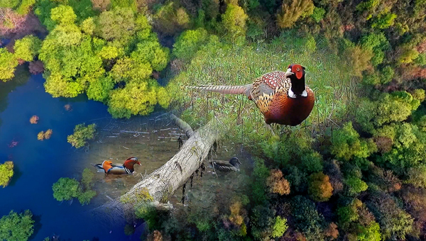 世界地球日丨神奇珍稀動物在哪里？車八嶺國家級自然保護區(qū)走一波