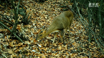 呆萌可愛！國家三有保護(hù)動(dòng)物小麂現(xiàn)身重慶陰條嶺