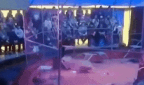 驚險(xiǎn)！ 俄馴獸師遭失控獅子撲咬