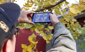 拯救你的拍照技術！五招用手機拍出唯美銀杏照