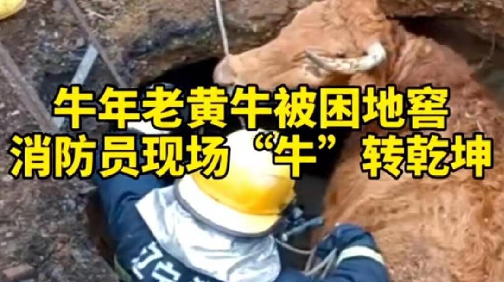 牛年老黃牛被困地窖，消防員現(xiàn)場&ldquo;牛&rdquo;轉(zhuǎn)乾坤！