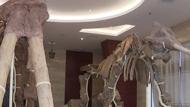 云南昭通：劍齒象骨架模型修復(fù) 恢復(fù)600萬(wàn)年前巨無霸風(fēng)采