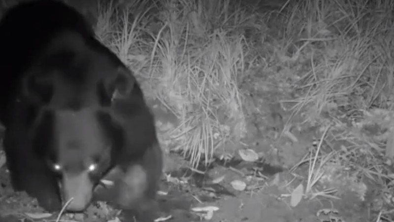 熊出沒(méi)！云南拍到黑熊喝水滾泥潭畫(huà)面