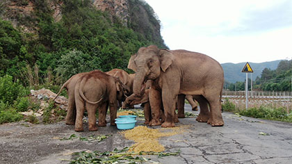 大象去哪兒？ 昨天野象群在玉溪易門活動