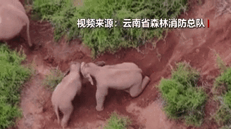 &ldquo;象&rdquo;往何方？野象群持續(xù)向南行進(jìn)