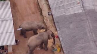 圈粉無數(shù)的&ldquo;大象旅行團(tuán)&rdquo;走到哪兒了？