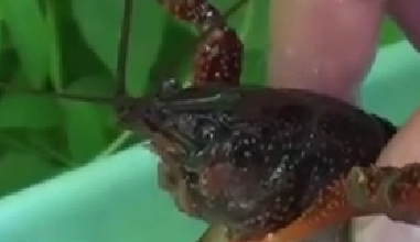 封殺！ 日本擬將小龍蝦指定為外來入侵物種