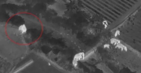 云南：象群&ldquo;聚餐&rdquo;吃夜宵 貪玩象&ldquo;大鬧&rdquo;芭蕉棚