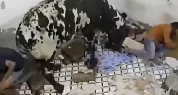 驚嚇！ 印度公牛打架沖進屋子 男子奪門而出