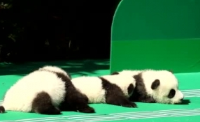 &ldquo;萌神&rdquo;駕到！新生熊貓寶寶&ldquo;C位&rdquo;亮相