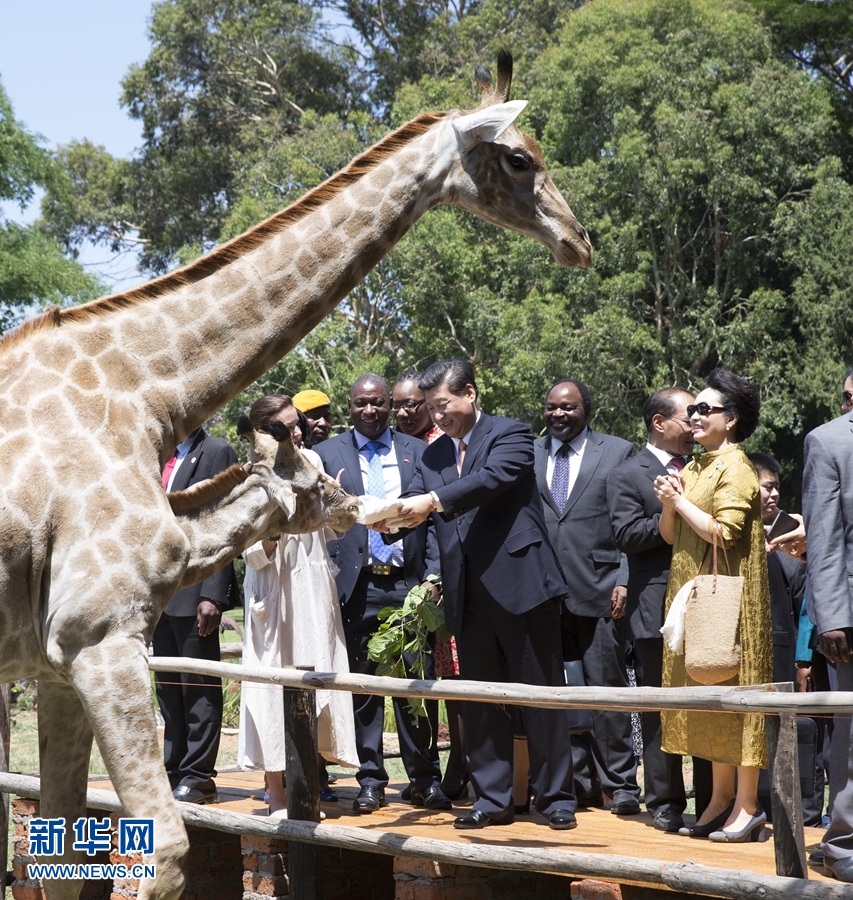 12月2日，國家主席習(xí)近平在津巴布韋考察野生動(dòng)物救助基地。在基地負(fù)責(zé)人陪同下，習(xí)近平和夫人彭麗媛察看了基地救助的野生動(dòng)物，并給大象、長頸鹿遞喂水果、樹葉。新華社記者 黃敬文 攝 