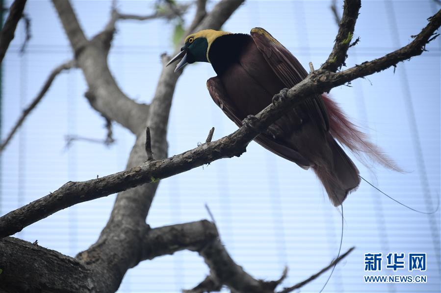 （國(guó)際）（3）走進(jìn)APEC峰會(huì)舉辦地&mdash;&mdash;莫爾茲比港